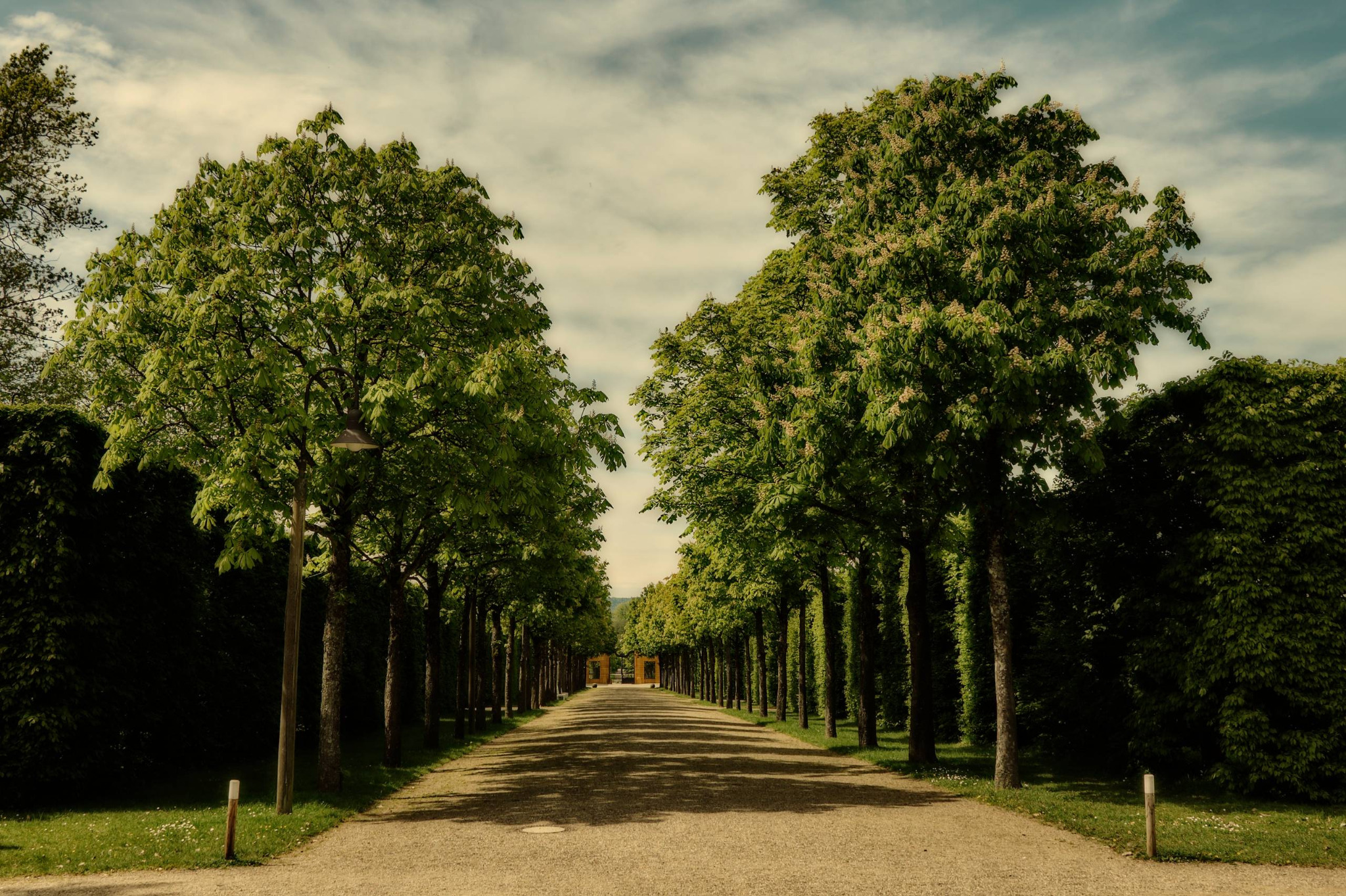Eine symmetrische Allee im Schloss Seehof verläuft zwischen gleichmäßig gesetzten Baumreihen auf einen ruhigen zentralen Fluchtpunkt zu.