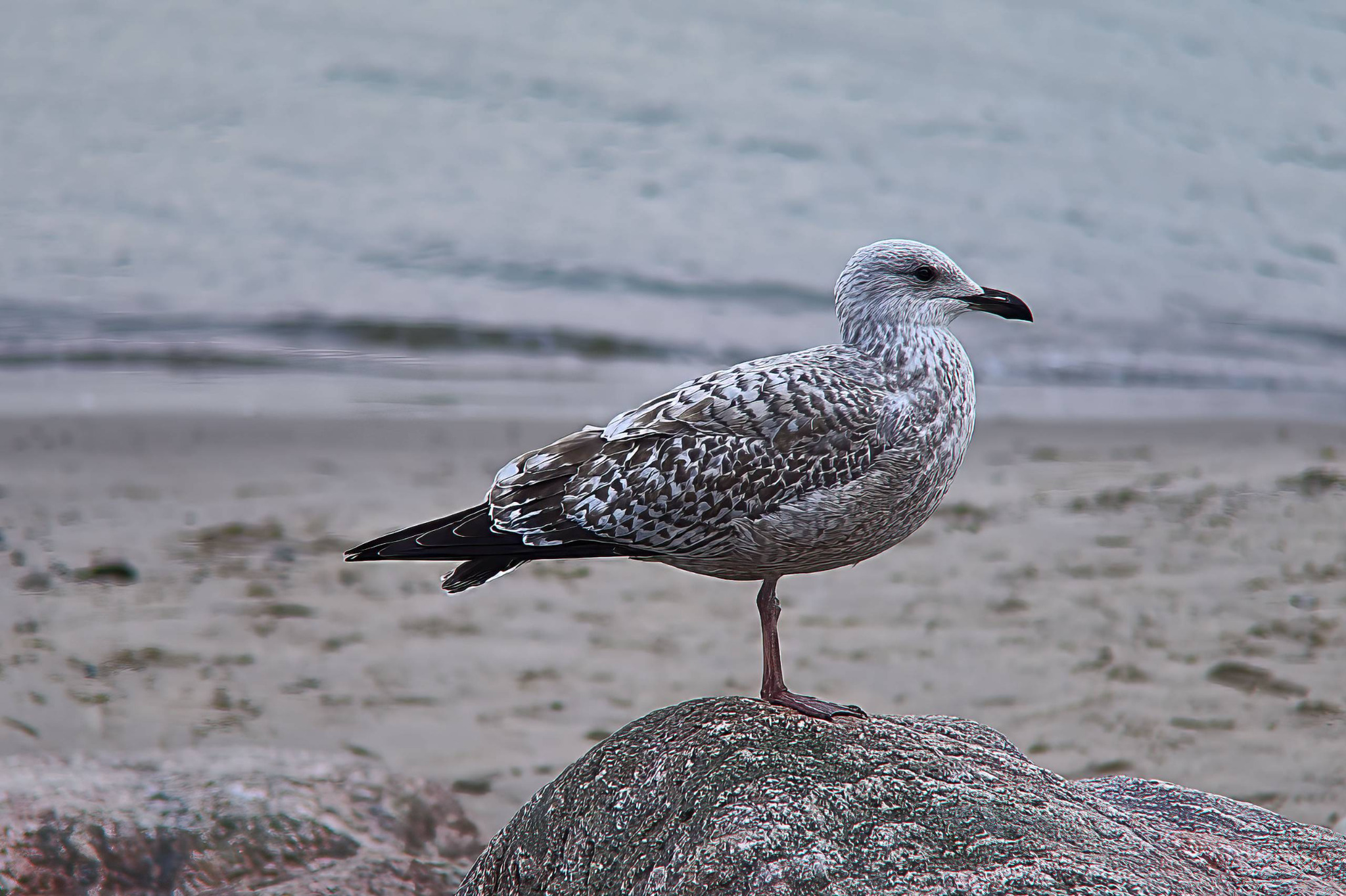Eine Möwe steht auf einem Felsen am Strand, während Ufer und Wasser im Hintergrund weich und zurückgenommen erscheinen.