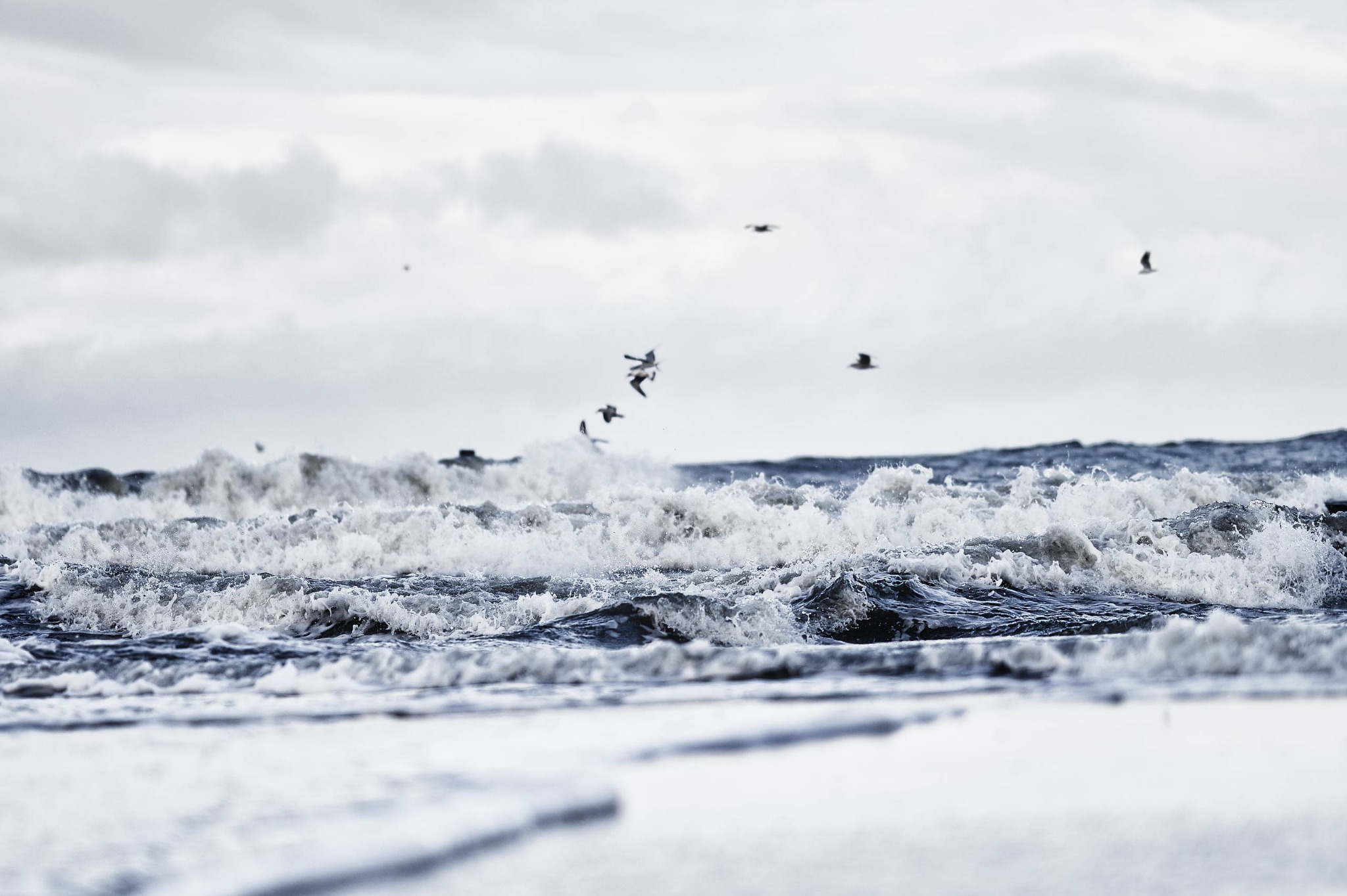 Mehrere Möwen fliegen über brechenden Wellen und heller Gischt an der Ostsee unter einem fast weißen Himmel.